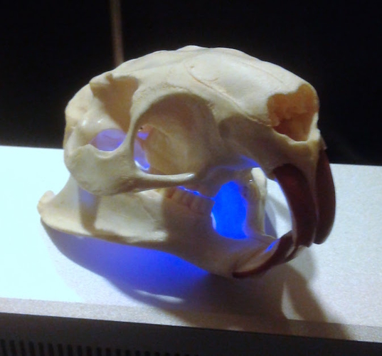 Coypu (Nutria) River Rat Original Skull Scan 3D Print 166766