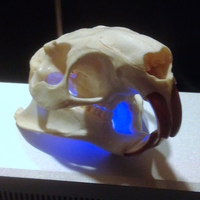 Coypu (Nutria) River Rat Original Skull Scan - Thumbnail 2