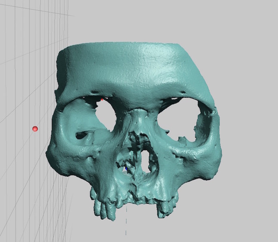 Partial Human Skull, African Ancestry, Facial Region Scan 3D Print 166768