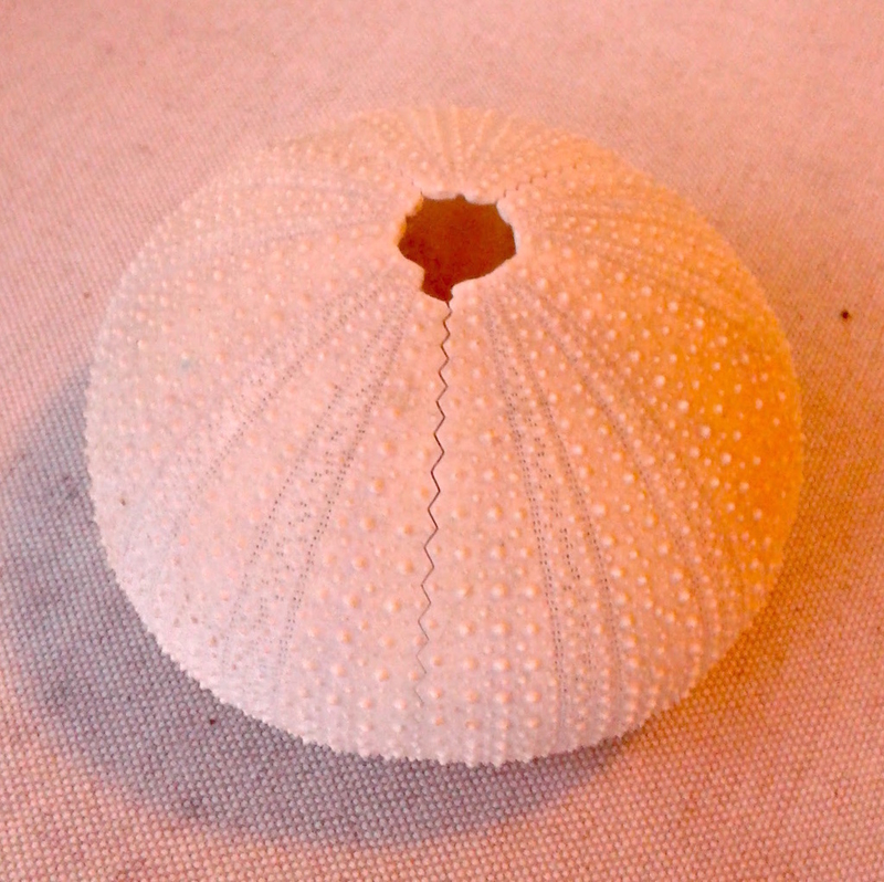 Sea Urchin Scan, NextEngine Scanner