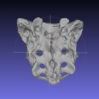 Small Human Skeleton Sacrum Bone, Real Anatomy Scan 3D Printing 166778
