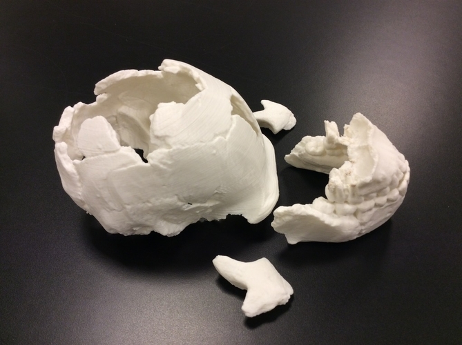 Homo Naledi Skull Reconstruction - Calvaria 3D Print 166790