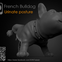French Bulldog - Thumbnail 4