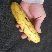 High Resolution Scan of a Banana. Yes, a Banana. - Thumbnail 2
