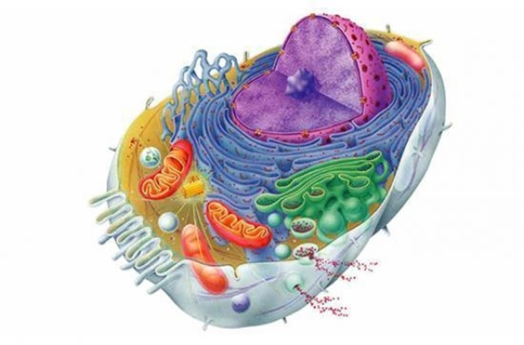 3d Printed Cell And Cell Organelles By Rutuparn Pawar Pinshape