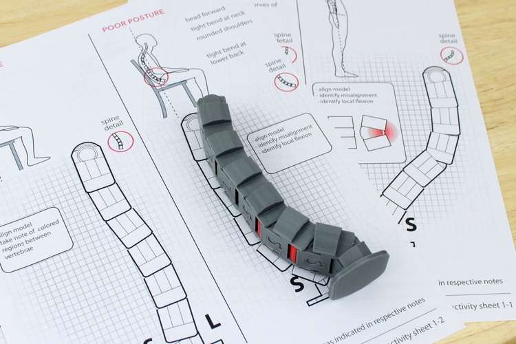 Neutral Spine Teaching Aid 3D Print 179694