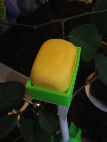 Squareish Lemon Mold 3D Print 180062