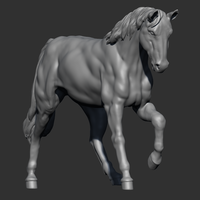 Anatomical Horse - Thumbnail 2