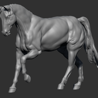 Anatomical Horse - Thumbnail 3