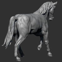 Anatomical Horse - Thumbnail 4