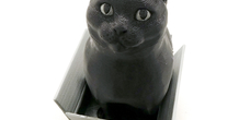 Image 180647