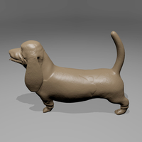 Basset Hound - Thumbnail 3