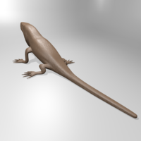 Anole lizard - Thumbnail 1