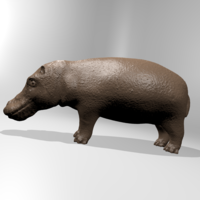 Hippopotamus - Thumbnail 4