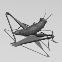 Cricket - Thumbnail 1