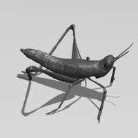 Cricket - Thumbnail 2