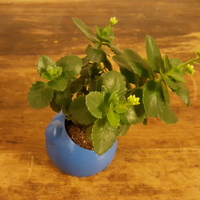 Pot Head - Thumbnail 6