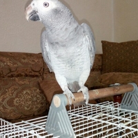 Bird stand holder - Thumbnail 2