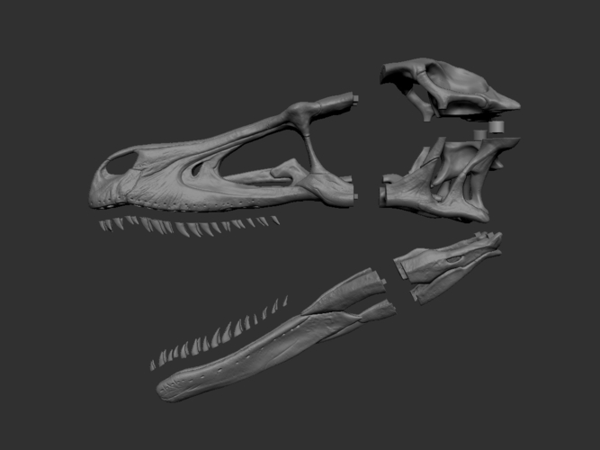 raptor dinosaur skull