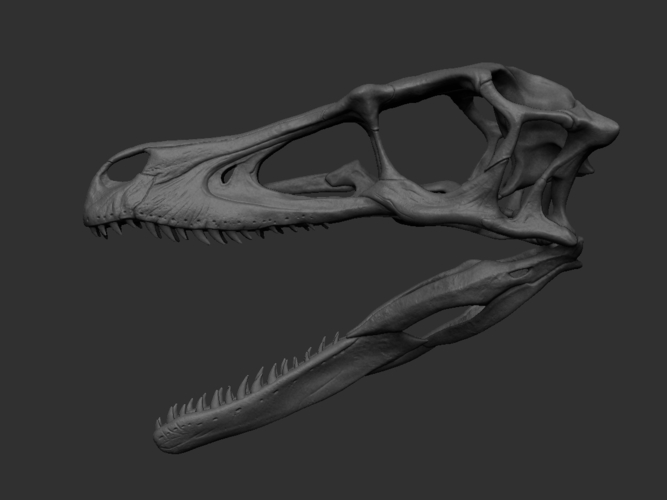 velociraptor skeleton drawing