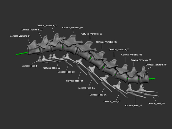 Full Size Velociraptor Skeleton Part01/05 3D Print 184809