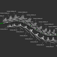 Full Size Velociraptor Skeleton Part01/05 - Thumbnail 1