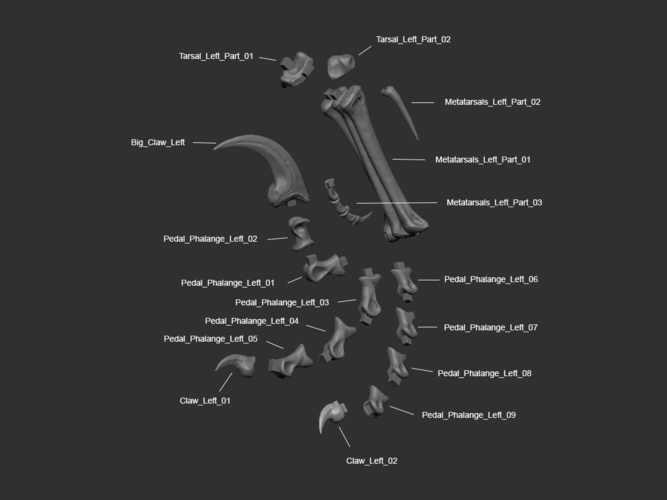 Full Size Velociraptor Skeleton Part01/05 3D Print 184810