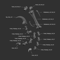 Full Size Velociraptor Skeleton Part01/05 - Thumbnail 2