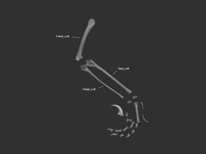 Full Size Velociraptor Skeleton Part01/05 3D Print 184811