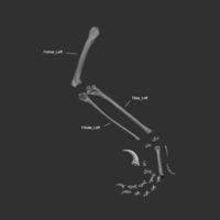 Full Size Velociraptor Skeleton Part01/05 - Thumbnail 3