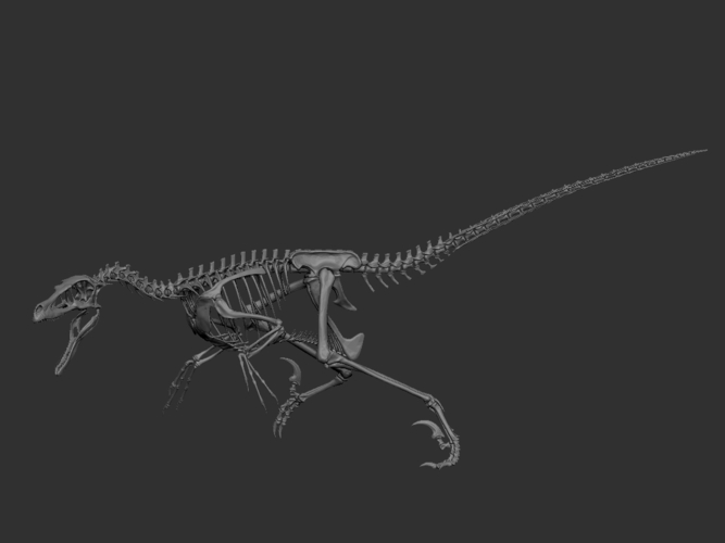 Full Size Velociraptor Skeleton Part01/05 3D Print 184813