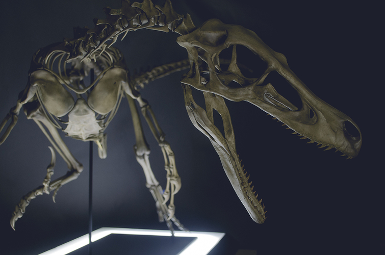 Full Size Velociraptor Skeleton Part01/05 3D Print 184815
