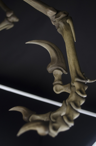 Full Size Velociraptor Skeleton Part01/05 3D Print 184816