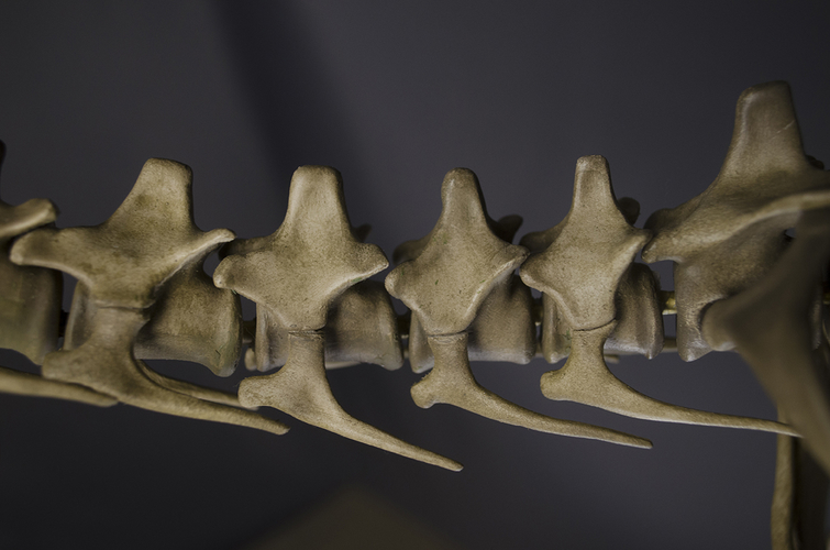 Full Size Velociraptor Skeleton Part01/05 3D Print 184817
