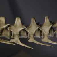 Full Size Velociraptor Skeleton Part01/05 - Thumbnail 9