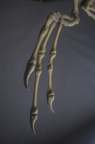Full Size Velociraptor Skeleton Part02/05 3D Print 184827