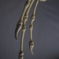 Full Size Velociraptor Skeleton Part02/05 - Thumbnail 2