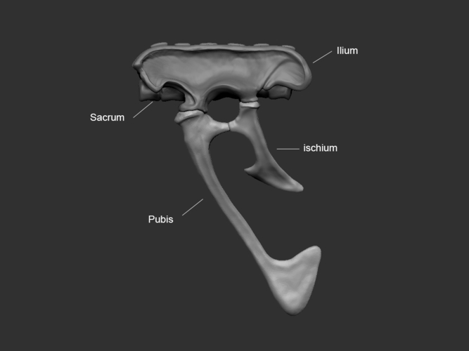Full Size Velociraptor Skeleton Part02/05 3D Print 184828
