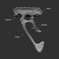 Full Size Velociraptor Skeleton Part02/05 - Thumbnail 3