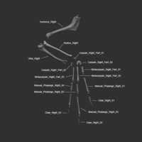 Full Size Velociraptor Skeleton Part02/05 - Thumbnail 4