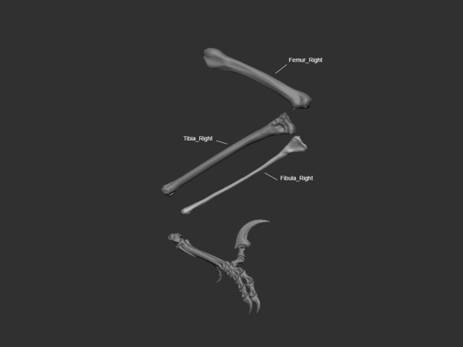 Full Size Velociraptor Skeleton Part02/05 3D Print 184834