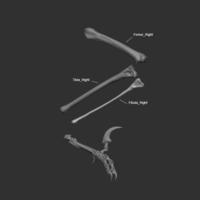 Full Size Velociraptor Skeleton Part02/05 - Thumbnail 7