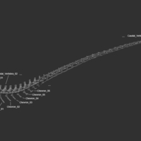 Full Size Velociraptor Skeleton Part04/05 - Thumbnail 1