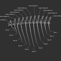 Full Size Velociraptor Skeleton Part03/05 - Thumbnail 2