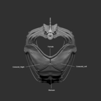 Full Size Velociraptor Skeleton Part03/05 - Thumbnail 4
