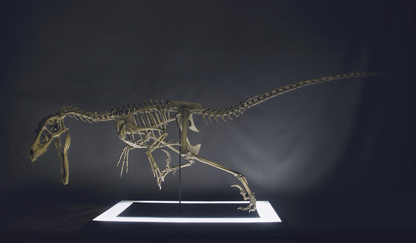 Full Size Velociraptor Skeleton Part05/05