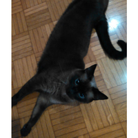 Cover for cat food can - Gourmet - Thumbnail 2