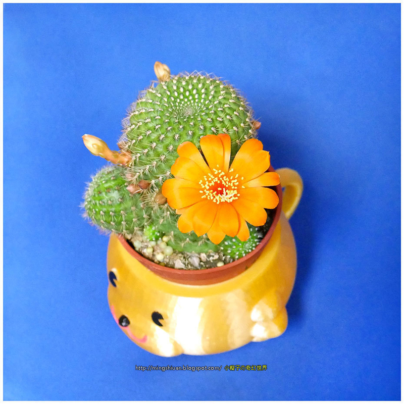 Mugs bear potted plants