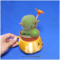 Mugs bear potted plants - Thumbnail 4