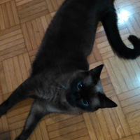 Cover for cat food can - Gourmet  - Thumbnail 3
